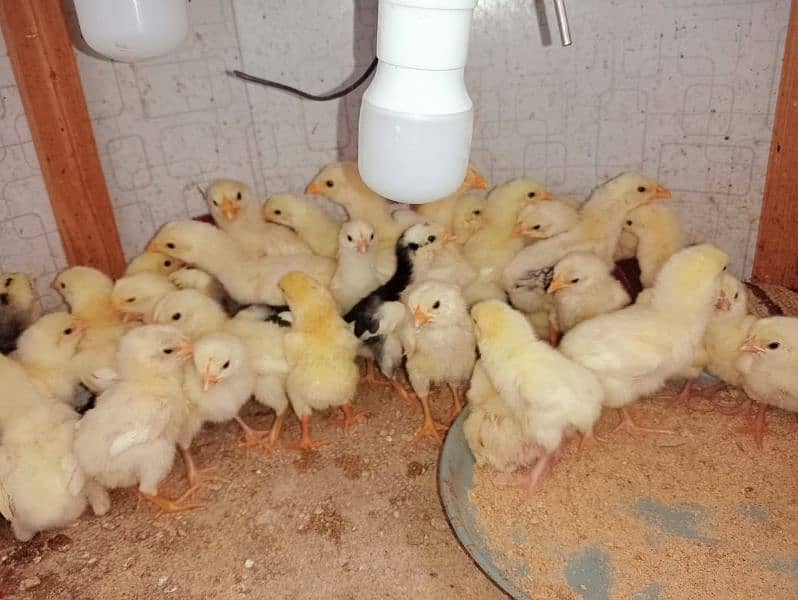 10 days PURE WHITE SHAMO KING CHICK'S 6000/ 6
