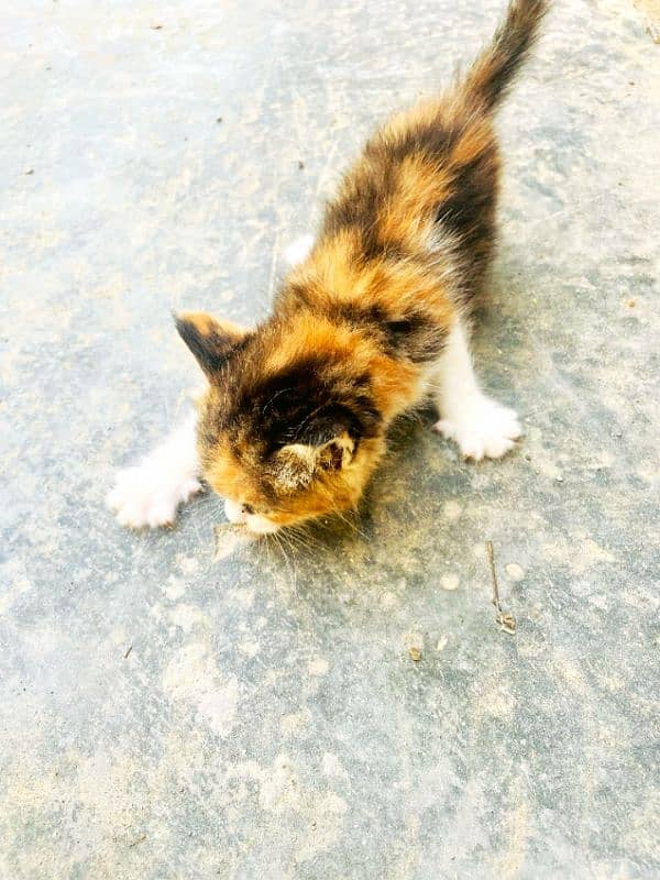 double coat Persian kitten 0