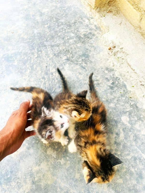 double coat Persian kitten 1