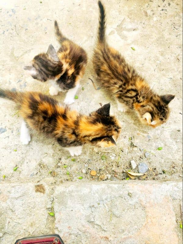 double coat Persian kitten 2