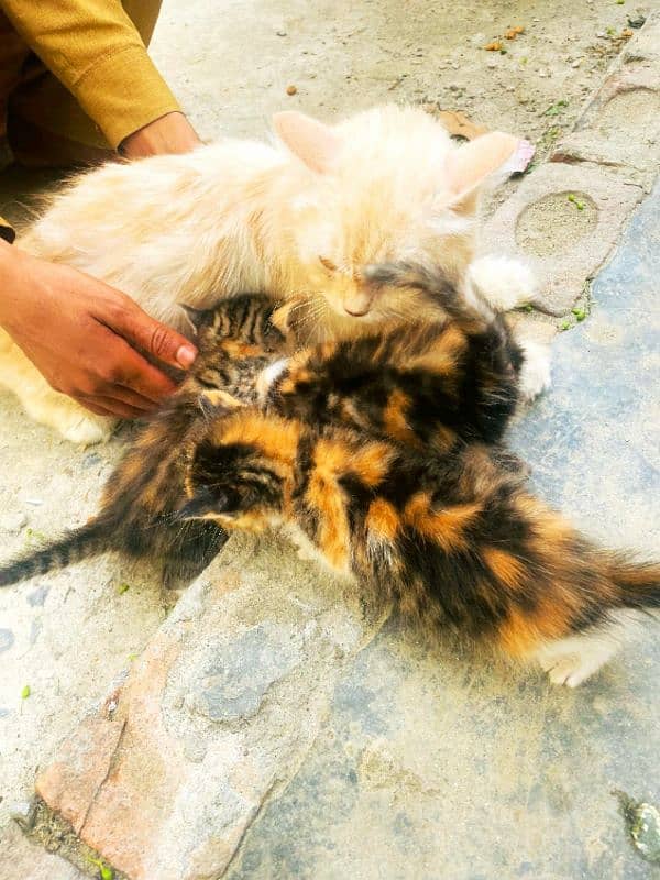 double coat Persian kitten 3