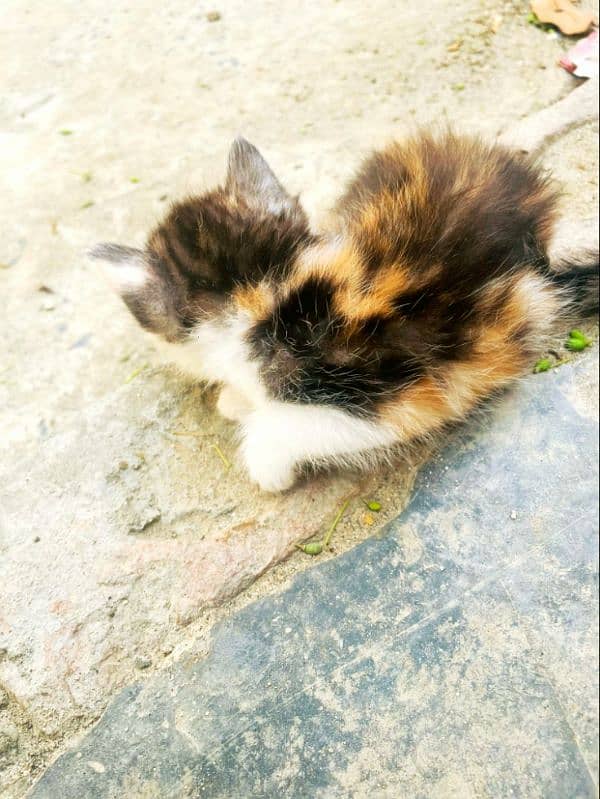 double coat Persian kitten 4