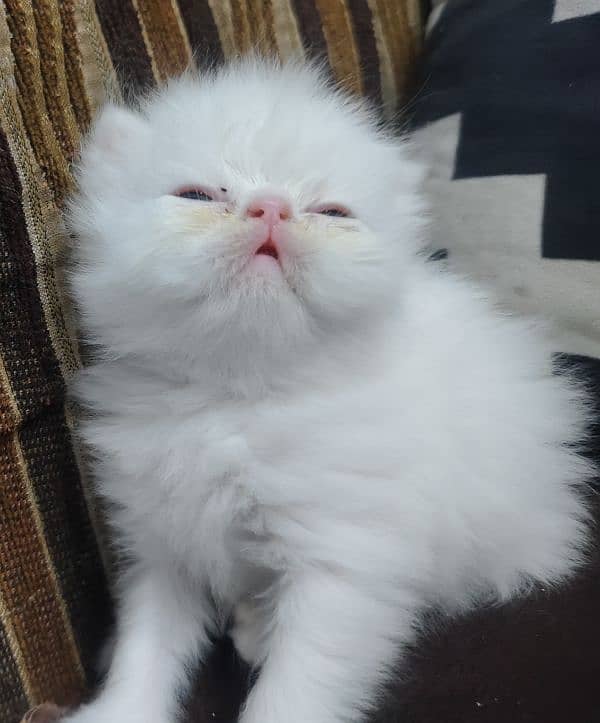 pure white peki And punch face 0