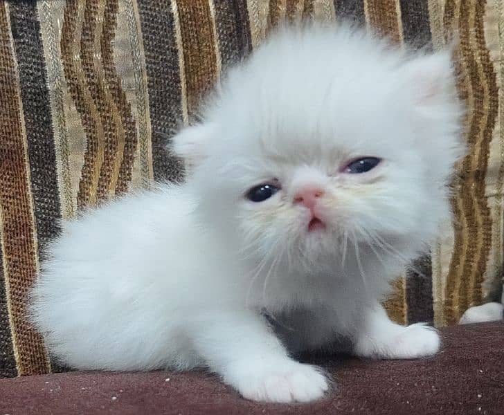 pure white peki And punch face 1