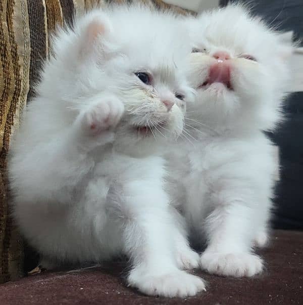 pure white peki And punch face 3