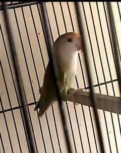 lovebirds and cage