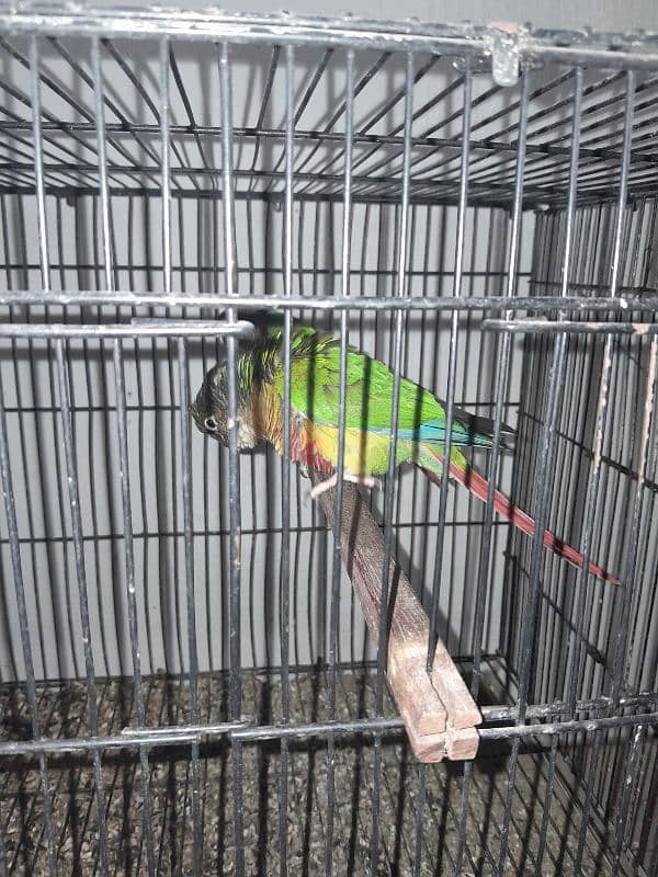Cocktail (cockatiel), Green cheek conure, Australian budgies, lovebird 0