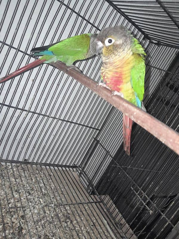 Cocktail (cockatiel), Green cheek conure, Australian budgies, lovebird 1