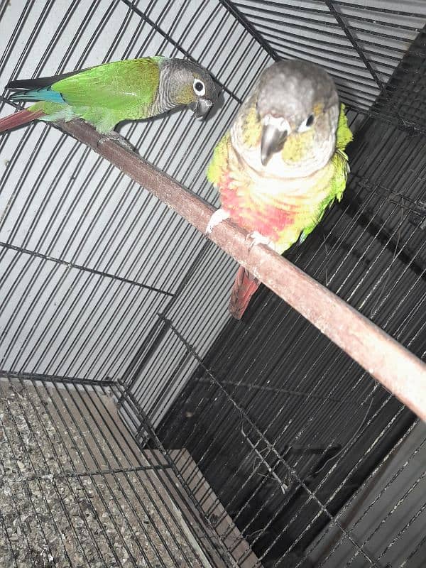 Cocktail (cockatiel), Green cheek conure, Australian budgies, lovebird 2
