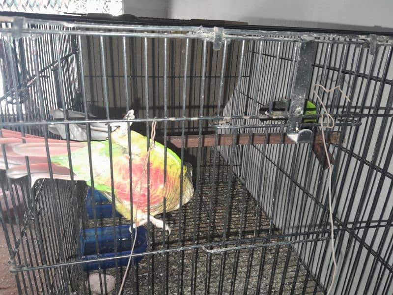 Cocktail (cockatiel), Green cheek conure, Australian budgies, lovebird 3