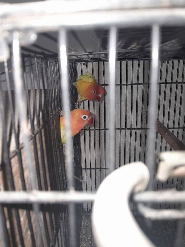 Cocktail (cockatiel), Green cheek conure, Australian budgies, lovebird 5