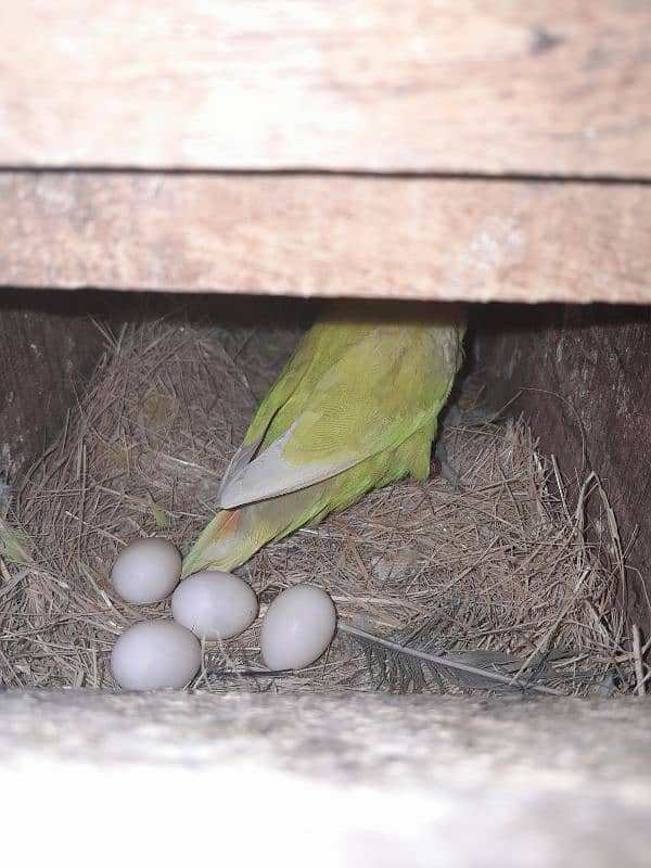 Cocktail (cockatiel), Green cheek conure, Australian budgies, lovebird 6