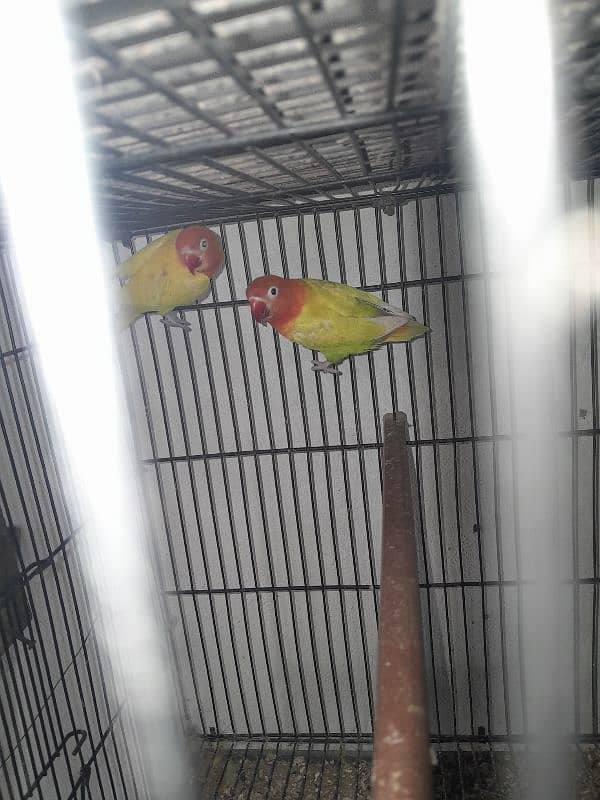 Cocktail (cockatiel), Green cheek conure, Australian budgies, lovebird 7
