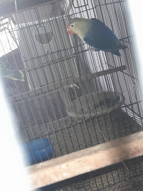 Cocktail (cockatiel), Green cheek conure, Australian budgies, lovebird 8