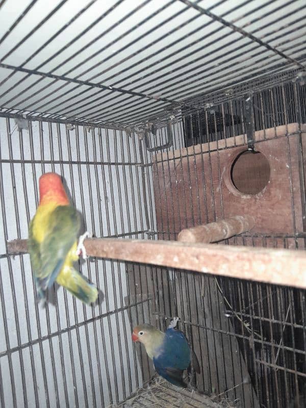 Cocktail (cockatiel), Green cheek conure, Australian budgies, lovebird 12