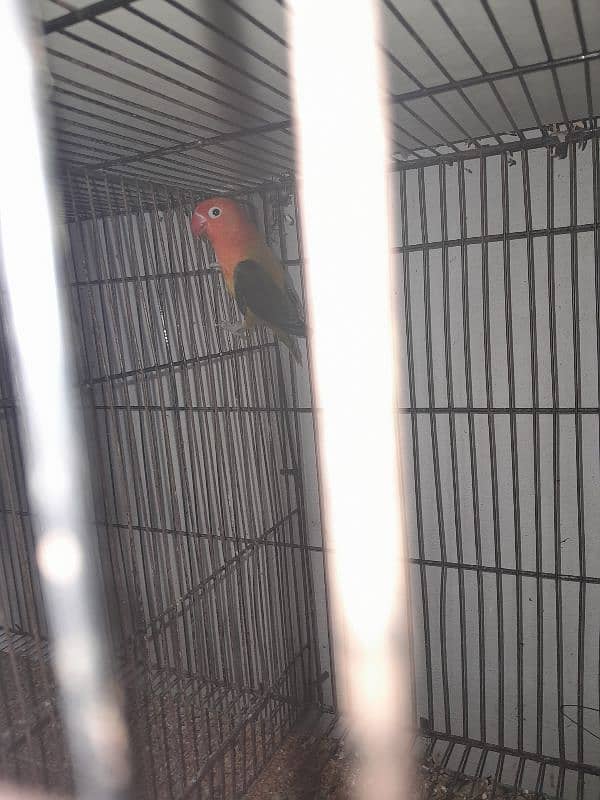 Cocktail (cockatiel), Green cheek conure, Australian budgies, lovebird 13