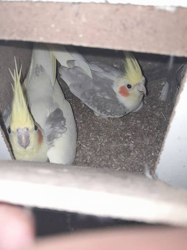Cocktail (cockatiel), Green cheek conure, Australian budgies, lovebird 14