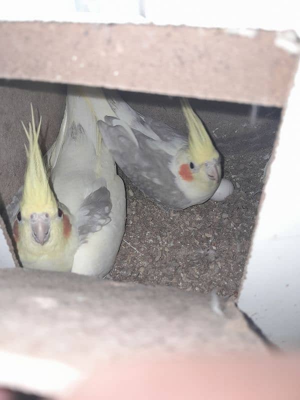 Cocktail (cockatiel), Green cheek conure, Australian budgies, lovebird 16