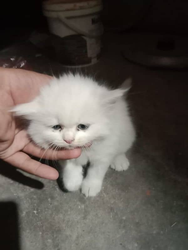 Persian cat baby 0