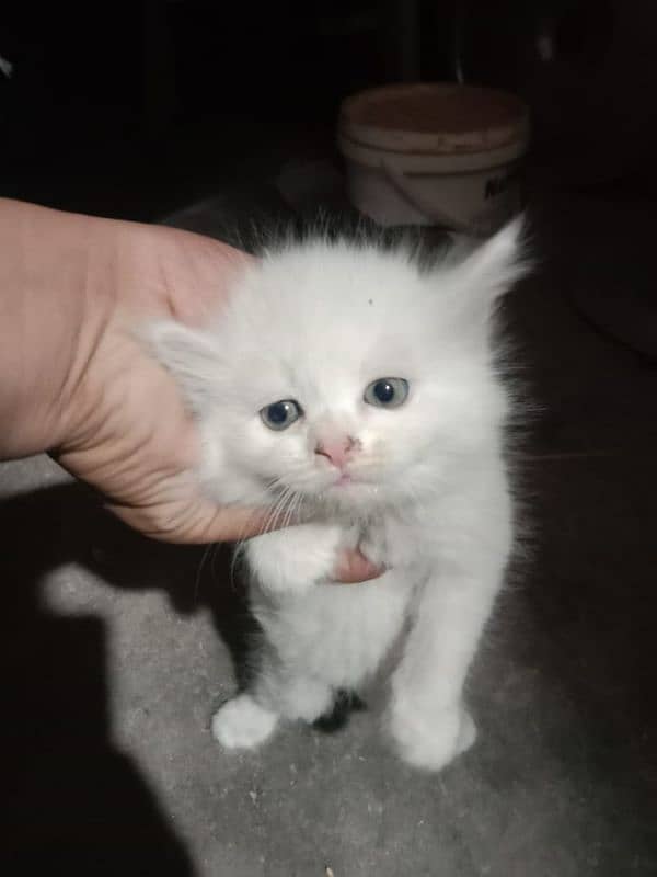 Persian cat baby 2