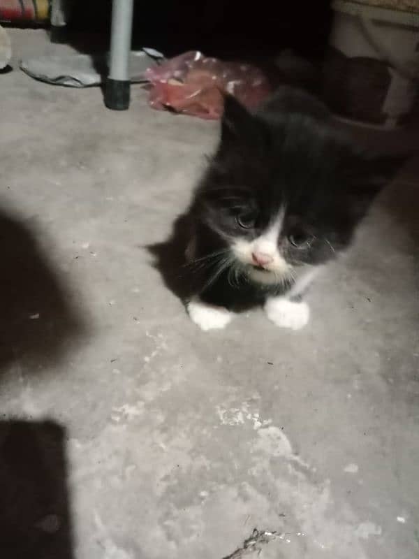 Persian cat baby 3