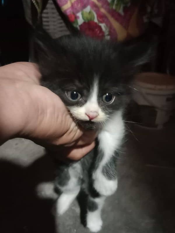 Persian cat baby 4