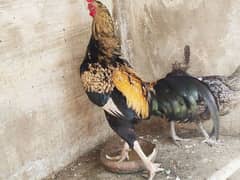 Desi Aseel Murgha