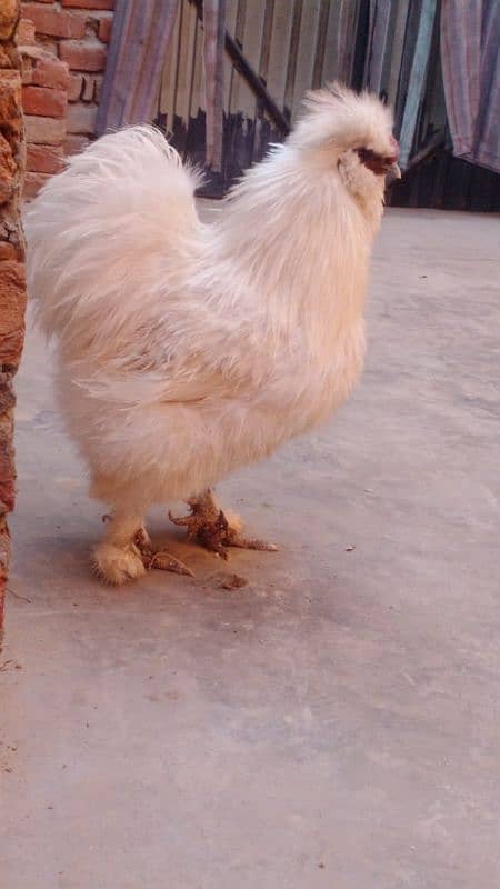 Silkie belgium male for sale. 0