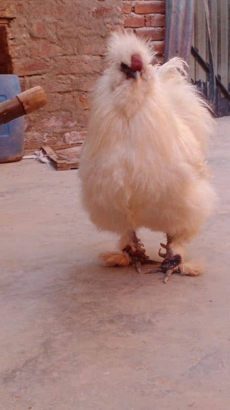 Silkie belgium male for sale. 1