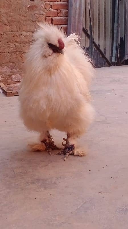 Silkie belgium male for sale. 2