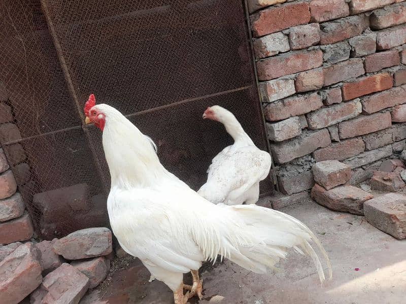 Aseel heera 0