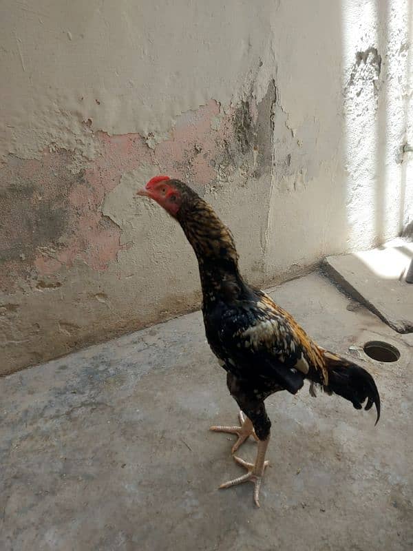 Aseel murga 4 sale contact no : 03299853752 1