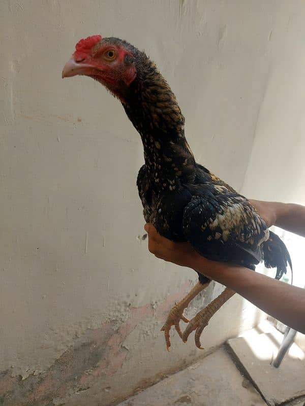 Aseel murga 4 sale contact no : 03299853752 2