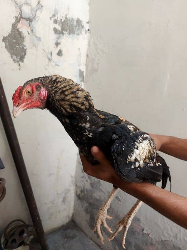 Aseel murga 4 sale contact no : 03299853752 3