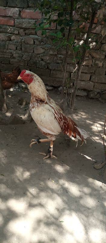 aseel for sale Jo bhai leny waly hain whtsapp pr rabta kry 1