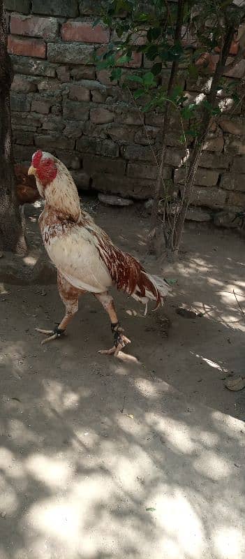 aseel for sale Jo bhai leny waly hain whtsapp pr rabta kry 2