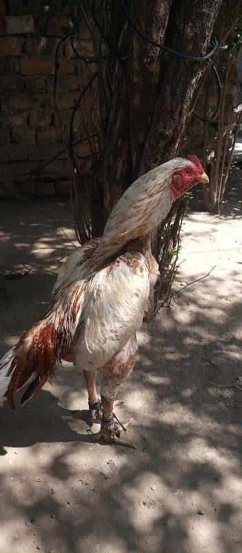 aseel for sale Jo bhai leny waly hain whtsapp pr rabta kry 5