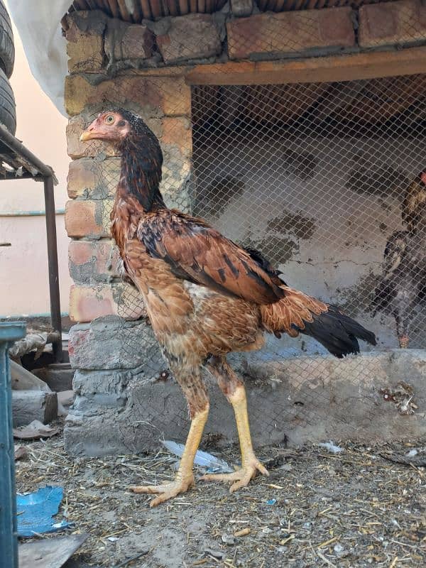 Aseel Hen and Finch Pair 0