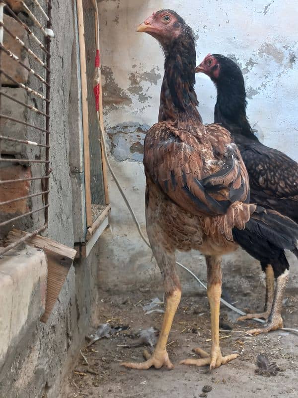 Aseel Hen and Finch Pair 1