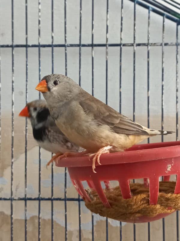 Aseel Hen and Finch Pair 3