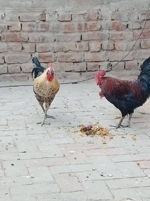 دیسی مرغے 0