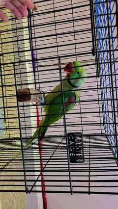Pahari Parrots ( Kashmir and raw parrot)