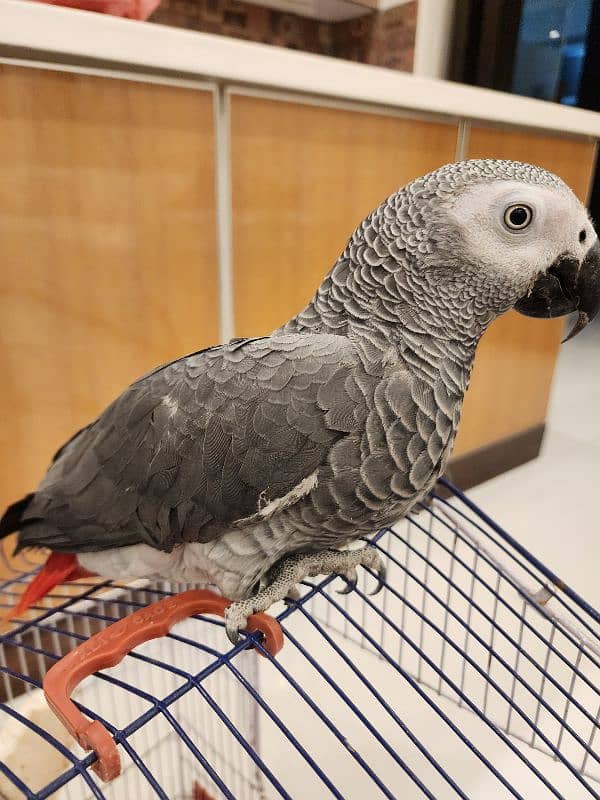 african grey | grey parrot | talking parrot | Breeder gry  parrot 0