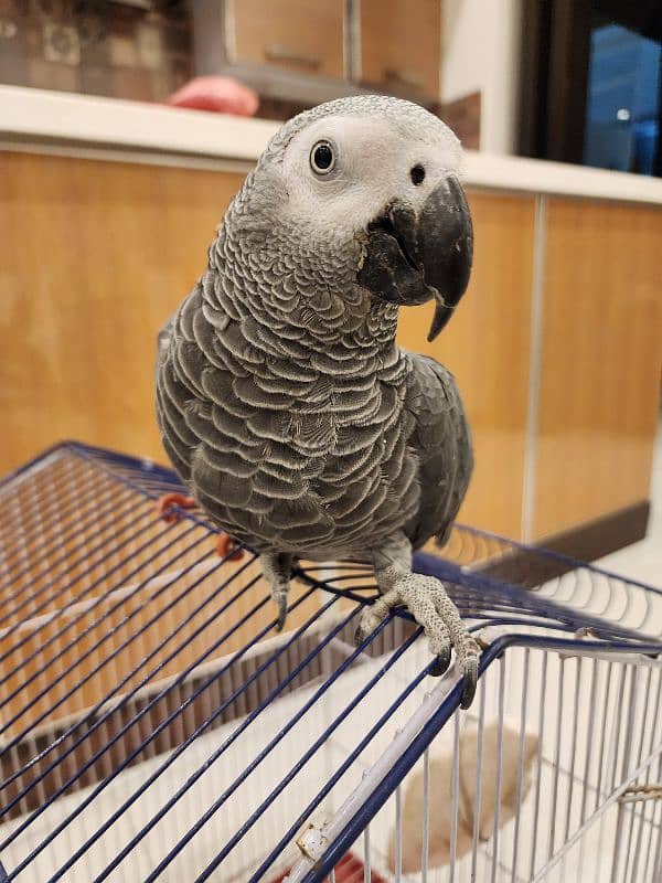 african grey | grey parrot | talking parrot | Breeder gry  parrot 4