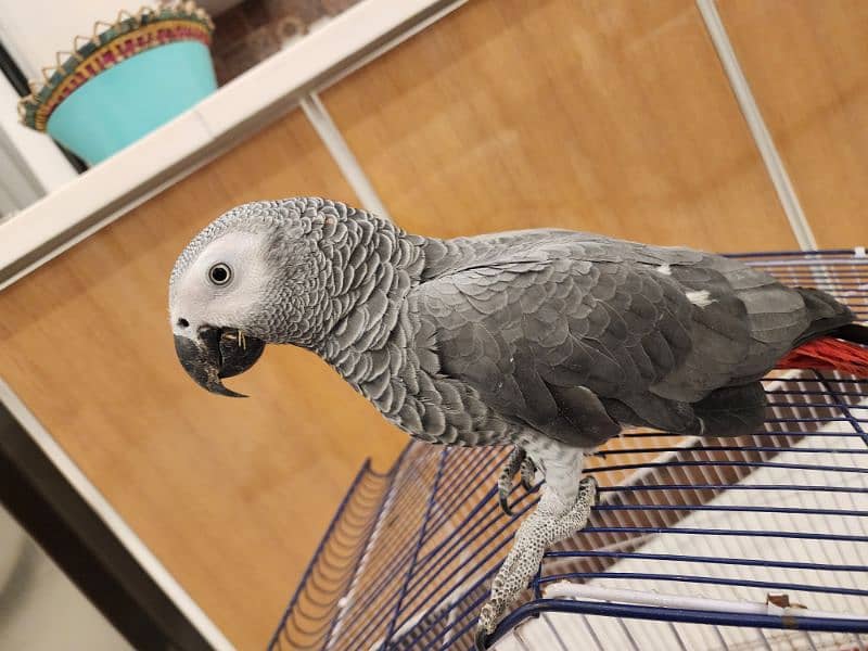 african grey | grey parrot | talking parrot | Breeder gry  parrot 6