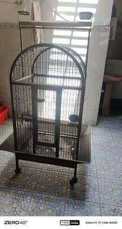 Parrot