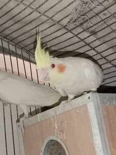 Red Eyes Cockatiel