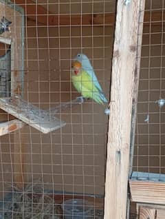 lovebird breeder pair ha urgent sale