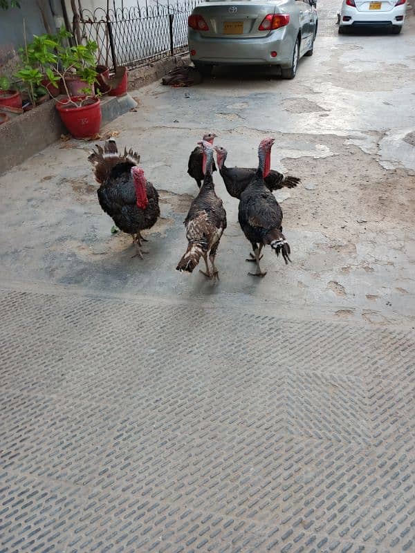 Turkey 2 pairs & 1 extra male age 1 yrs for sale 4