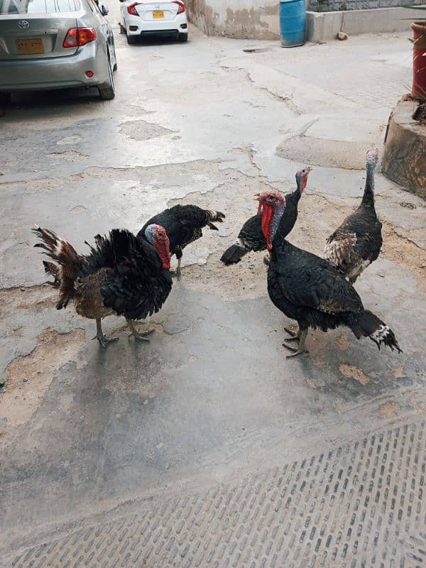 Turkey 2 pairs & 1 extra male age 1 yrs for sale 5
